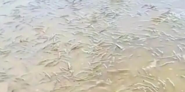 广东一海滩突然涌现大量海虾