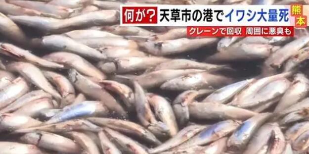 日本北海道海岸现大量沙丁鱼尸体